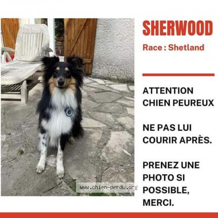 Photo 1/4 Chien retrouvé Perdu à Villamblard