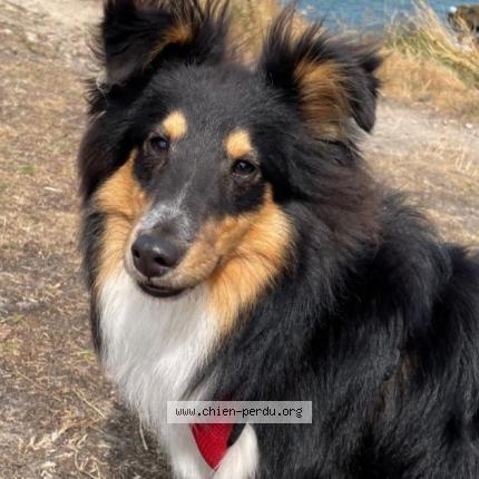 Photo 2/4 Chien retrouvé Perdu à Villamblard
