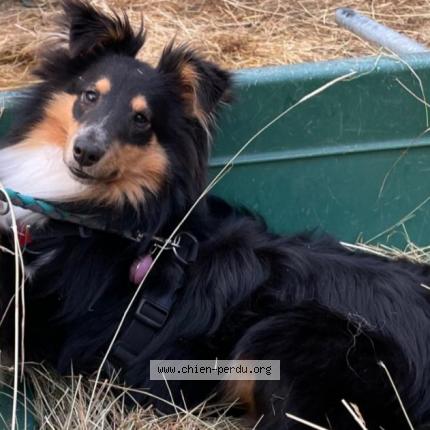 Photo 4/4 Chien retrouvé Perdu à Villamblard
