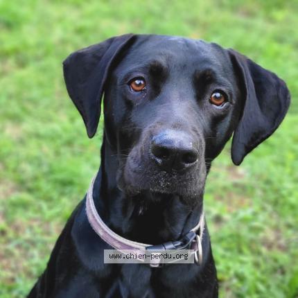 Photo de chien perdu à Saint Privat D Allier
