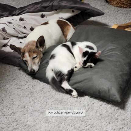 Photo de chien perdu à Saint Maximin La Sainte Baume