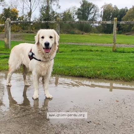 Photo de chien perdu à Brissy Hamegicourt