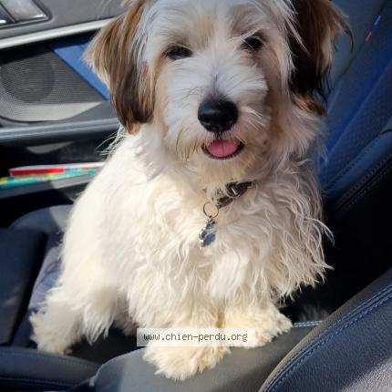 Photo 1/1 Chien retrouvé Perdu à Cournon d auvergne