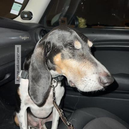 Photo de chien trouvé à Marly