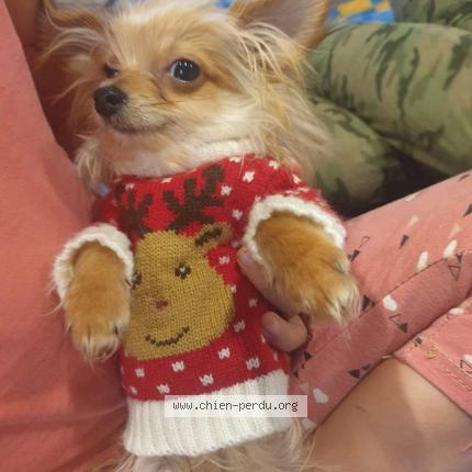 Photo de chien perdu à Sanary Sur Mer 83110