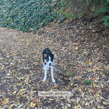 Photo de chien trouvé à Nancy