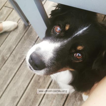 Photo de chien perdu à Ustaritz