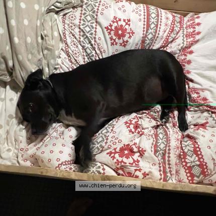 Photo de chien trouvé à Ecromagny