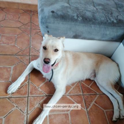 Photo 1/1 Chien retrouvé Perdu à St Sulpice