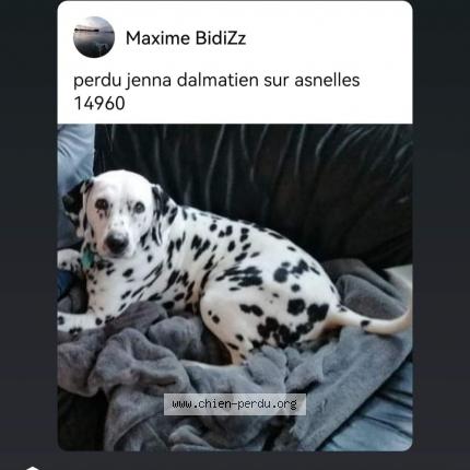 Photo de chien perdu à Bayeux