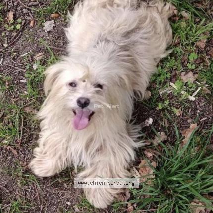 Photo de chien perdu à Ste Gemme