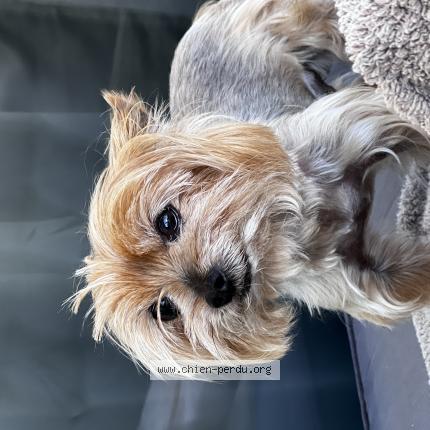 Photo de chien perdu à Cannes