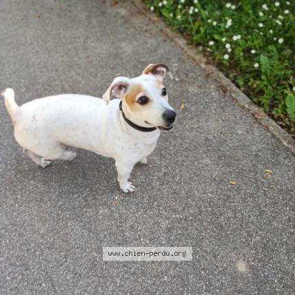 Photo de chien perdu à Seynod