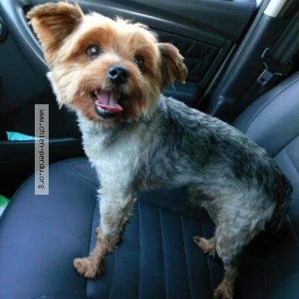 Photo de chien trouvé à Saint Nauphary