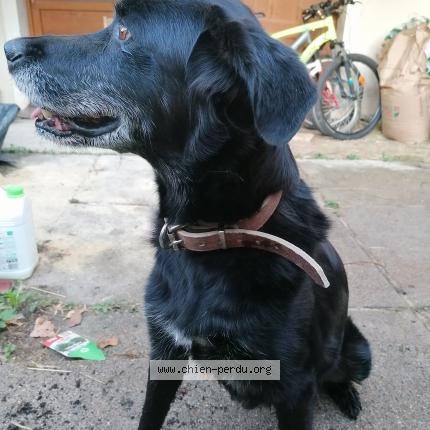 Photo de chien trouvé à Rudelle