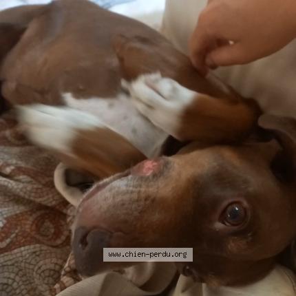 Photo de chien perdu à Estaussan