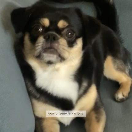 Photo 1/1 Chien retrouvé Perdu à Genas