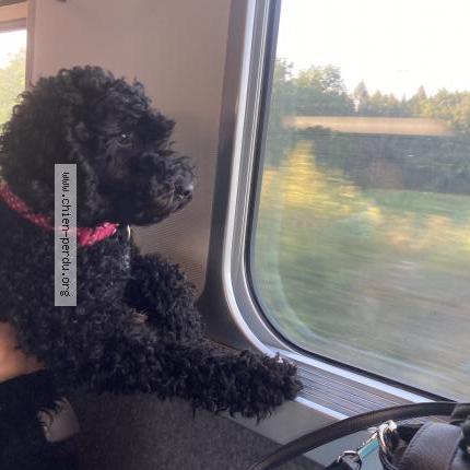 Photo de chien perdu à Cormeilles En Parisis