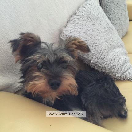 Photo 1/1 Chien retrouvé Perdu à Ales