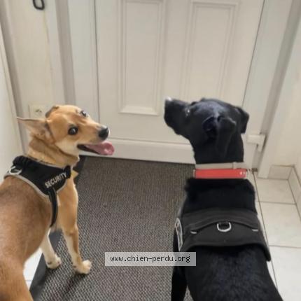 Photo de chien perdu à Courrieres