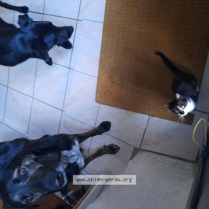 Photo de chien perdu à Saint Malo Des Trois Fontaines