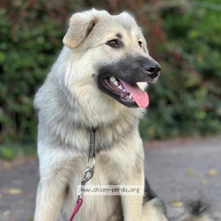 Photo de chien perdu à Campeaux