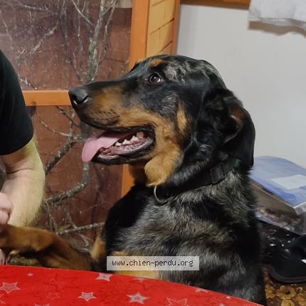 Photo de chien perdu à Sarralbe