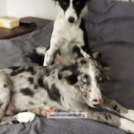 Photo de chien perdu à Bluffy