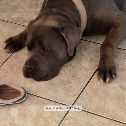 Photo de chien perdu à Le Blanc Mesnil