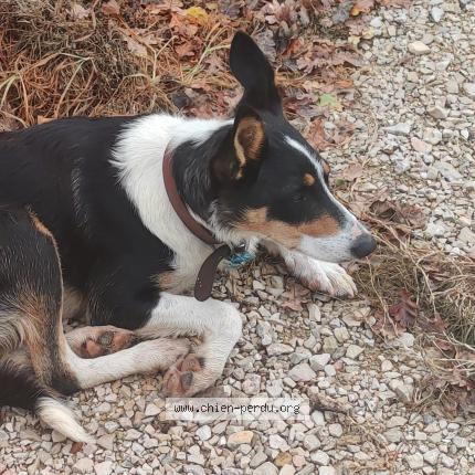 Photo de chien trouvé à Saint Martin De Crau