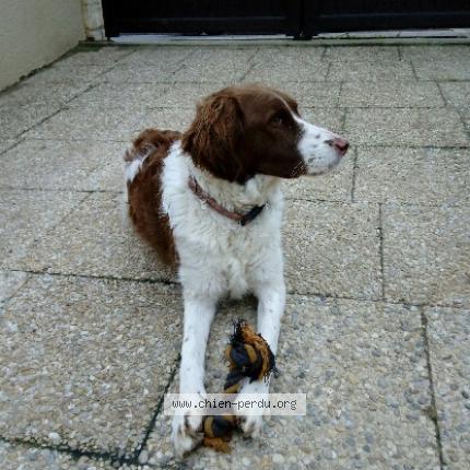 Photo de chien perdu à Dordives