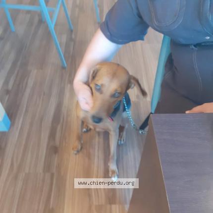 Photo de chien perdu à Saint Gervais