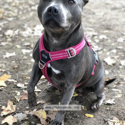 Photo de chien perdu à Strasbourg