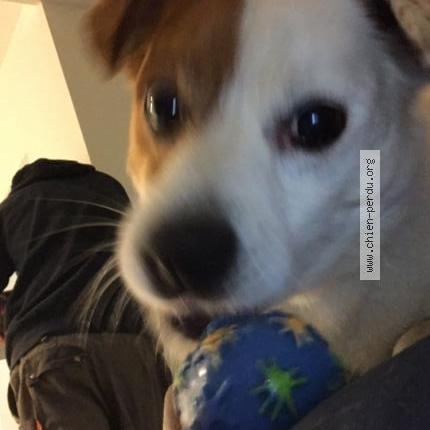 Photo de chien trouvé à Saint Jacques Sur Darnetal