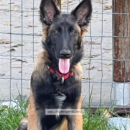 Photo 1/1 Chien retrouvé Perdu à Gennevilliers