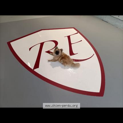 Photo de chien perdu à Champigny Sur Marne