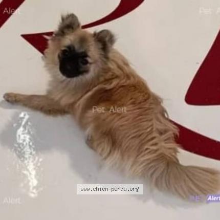 Photo 2/2 Chien retrouvé Perdu à Champigny Sur Marne