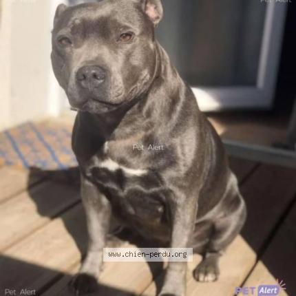 Photo 1/2 Chien retrouvé Perdu à Strasbourg