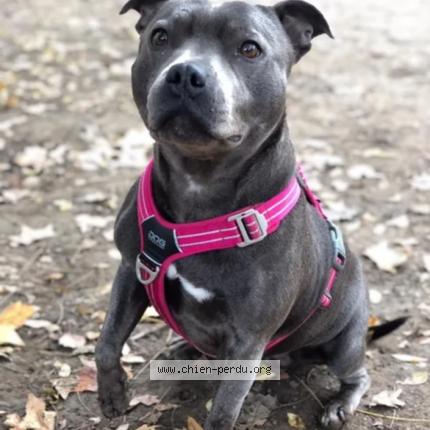 Photo 2/2 Chien retrouvé Perdu à Strasbourg