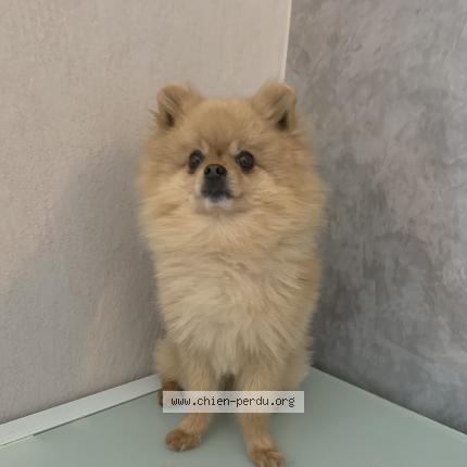 Photo de chien perdu à Saint Lys