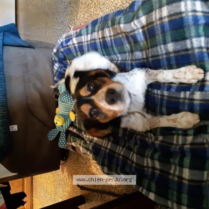Photo de chien perdu à Crucheray