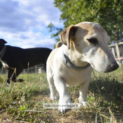 Photo de chien perdu à Livron Sur Drome
