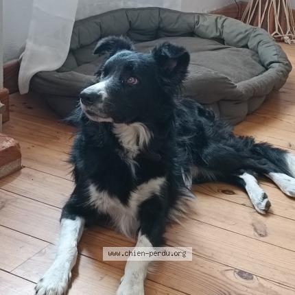 Photo 1/1 Chien retrouvé Perdu à Toulouse