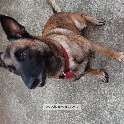 Photo 1/1 Chien retrouvé Perdu à Portet sur garonne