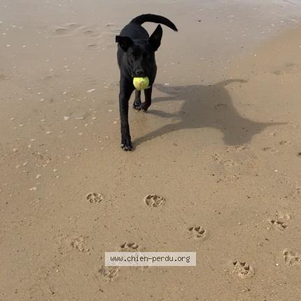 Photo de chien perdu à Semeac