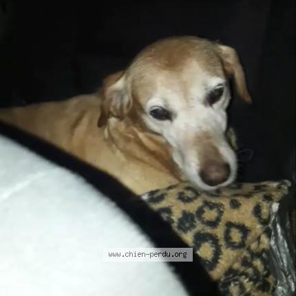 Photo de chien trouvé à Faux