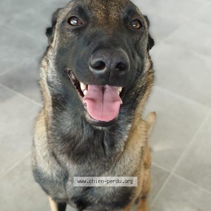 Photo 2/2 Chien retrouvé Perdu à Marseille