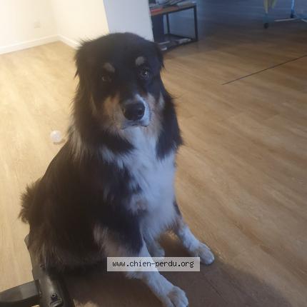 Photo de chien perdu à Chamboeuf