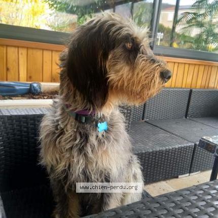 Photo de chien perdu à Savas