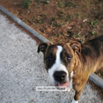 Photo de chien trouvé à Vigoulet Auzil